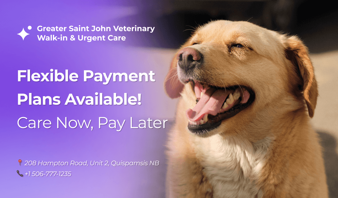 Flexible Payment Plans at Greater Saint John Veterinary Walkin & Urgent Care
